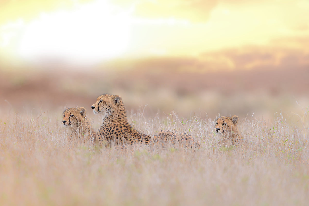 framedposter-print-cheetah-family-x