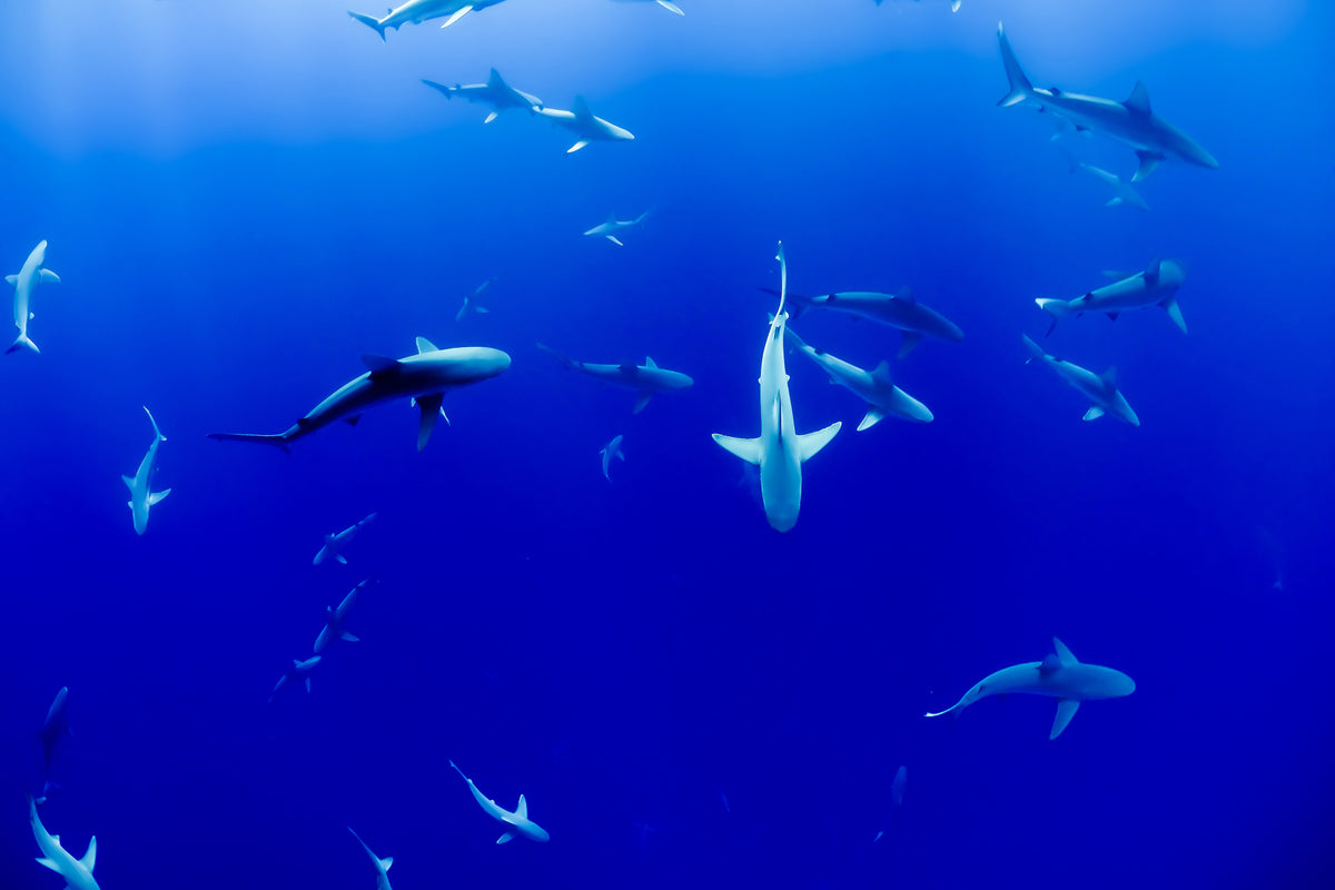 framedcanvas-print-in-the-shark-tank