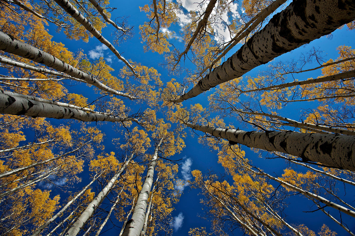 acrylic-print-aspen-s-fall-x