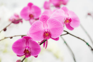 framedposter-print-the-symbol-of-orchid