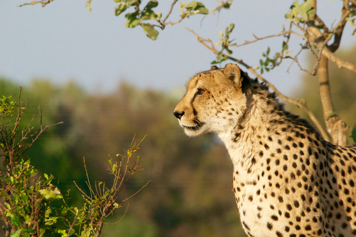 3-piece-canvas-print-cheetah-in-nature