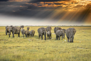 aluminium-print-for-the-love-of-elephants-x
