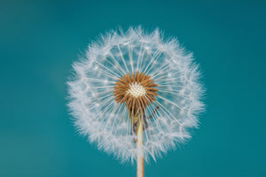3-piece-canvas-print-dandelion-a