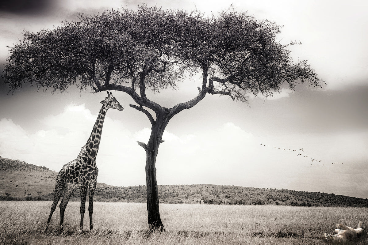 canvas-print-under-the-african-sun