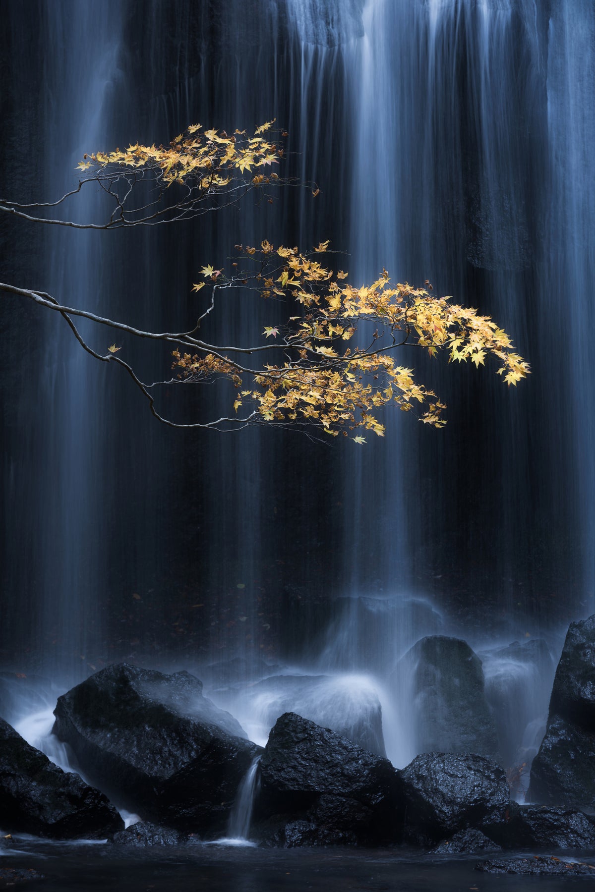acrylic-print-yellow-autumn