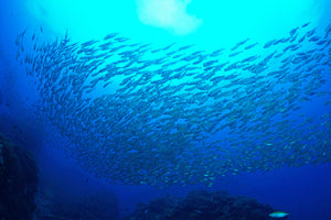 3-piece-canvas-print-fish-world