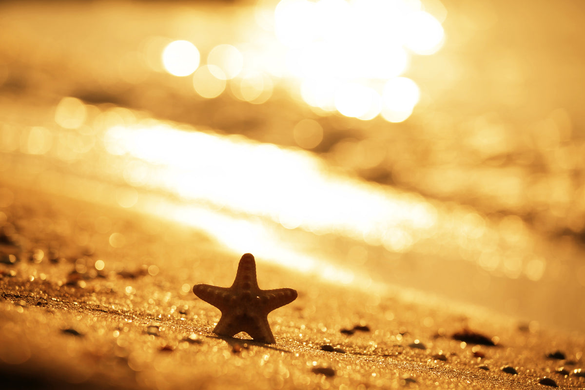 canvas-print-the-starfish