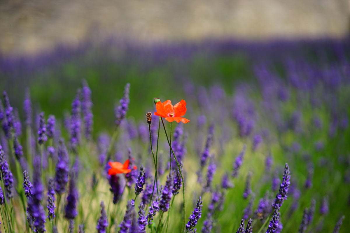 modern-3-piece-aluminium-print-poppy-in-the-lavender