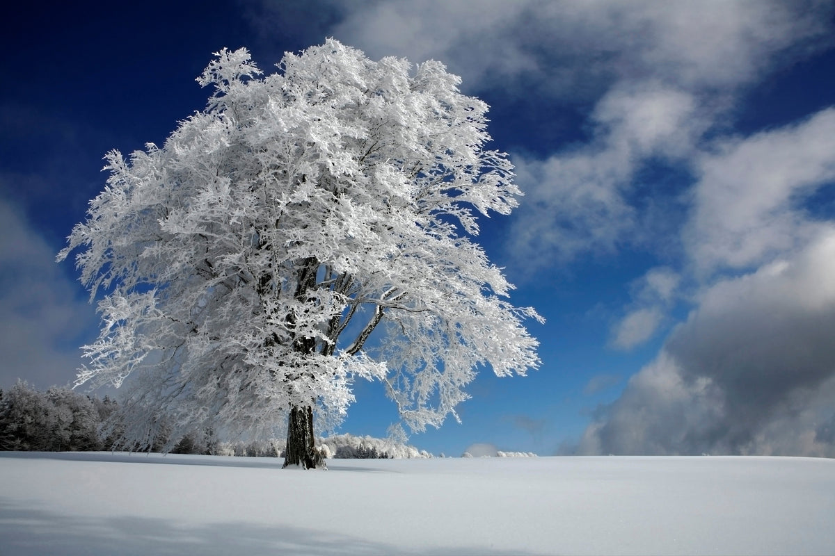 poster-print-white-windbuche-in-black-forest-x