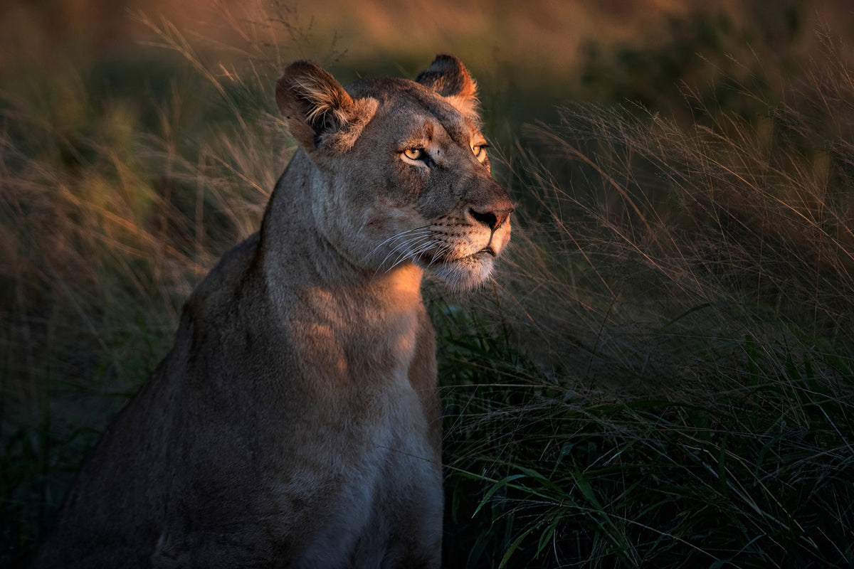 framedposter-print-lioness-at-first-day-ligth-x