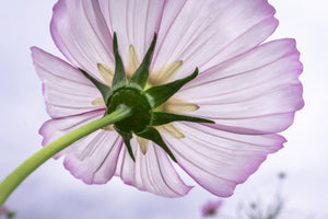 3-piece-acrylic-print-the-cosmos-flower