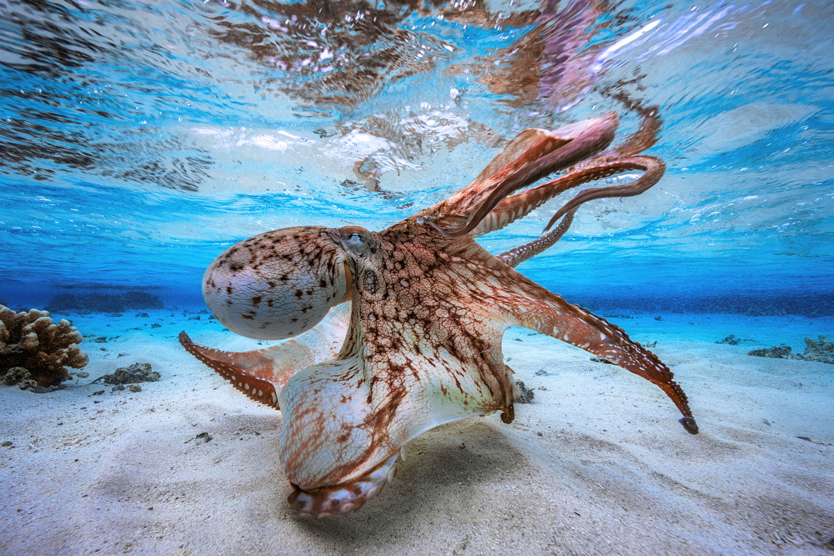framedcanvas-print-dancing-octopus