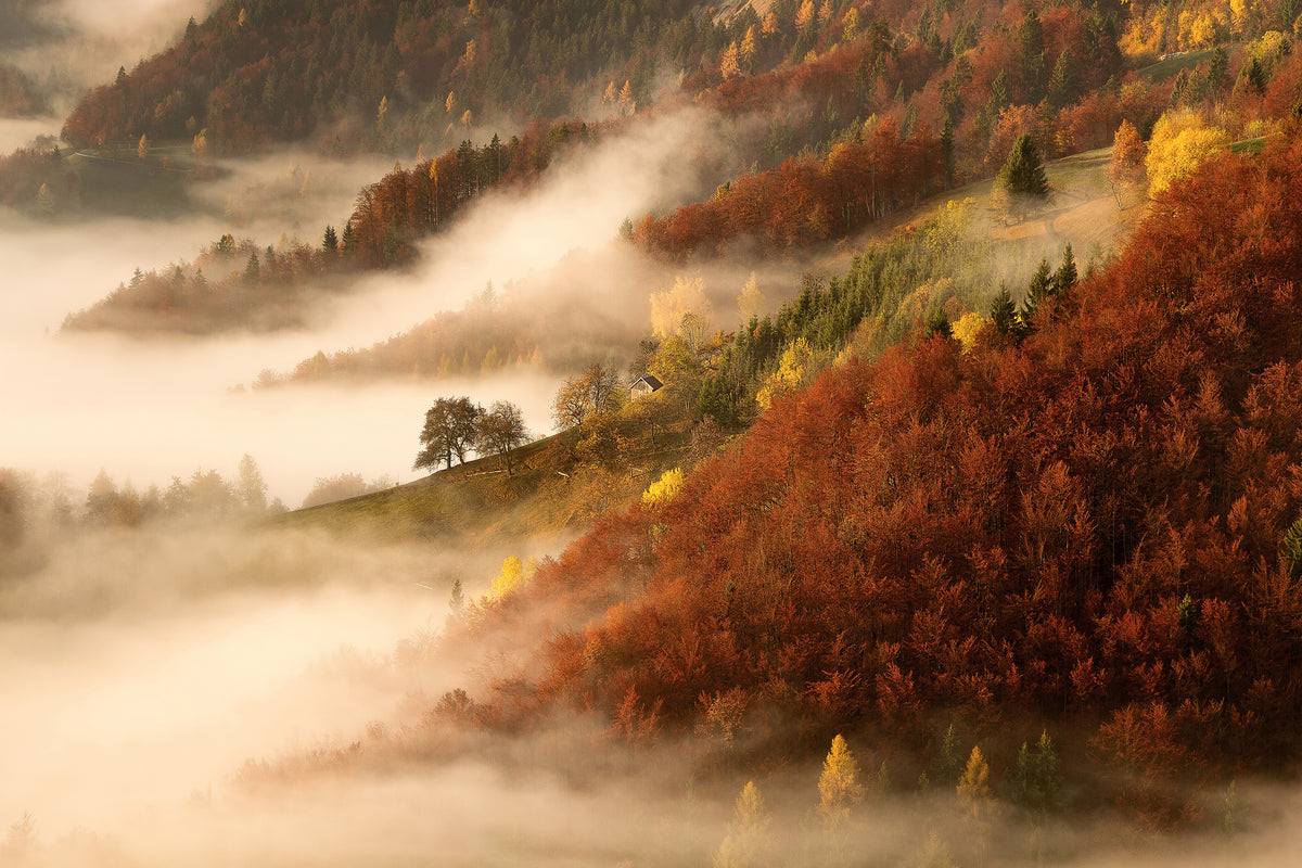canvas-print-novembers-fog-x