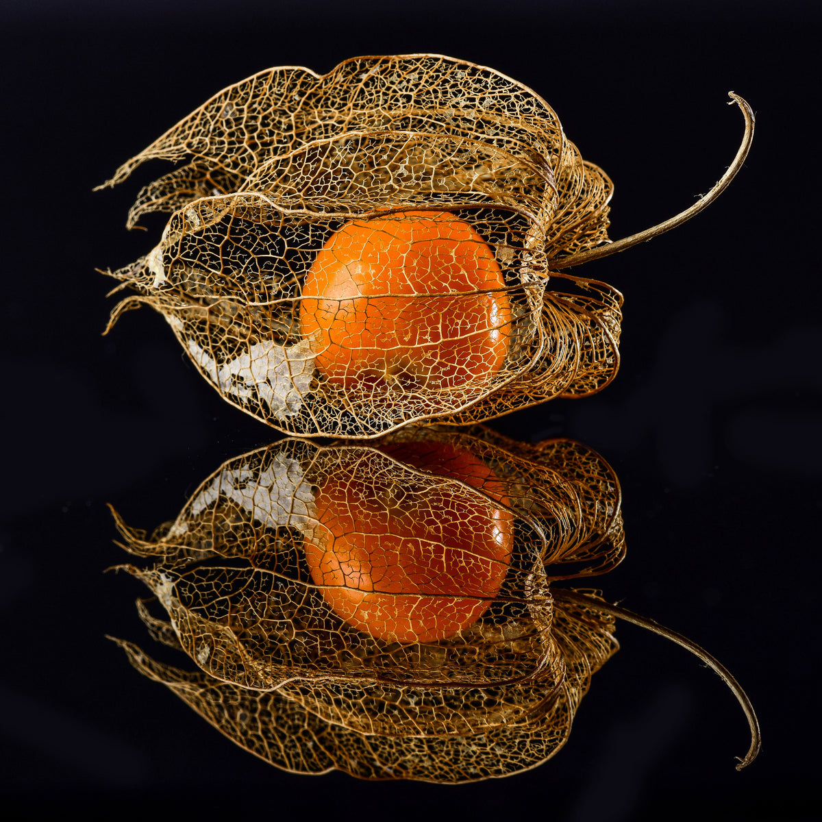 acrylic-print-physalis