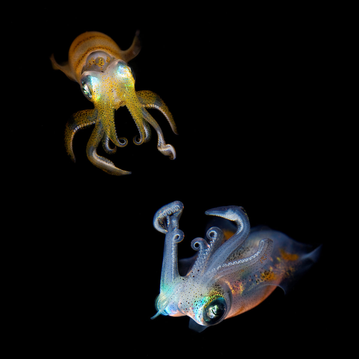 poster-print-sea-jewels