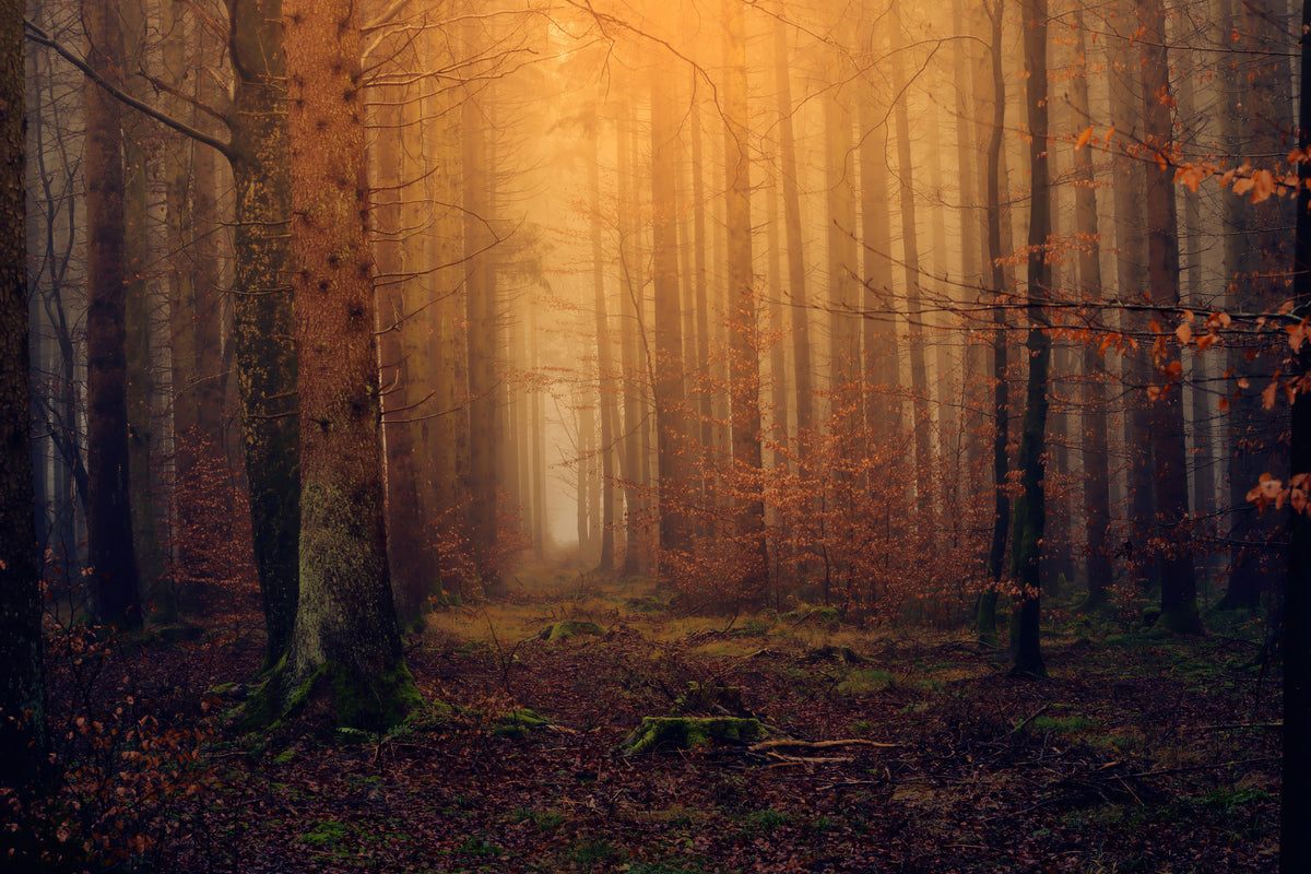 framedposter-print-mysterious-forest