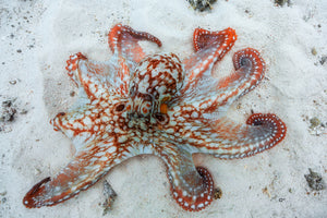 aluminium-print-octopus-a