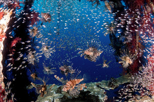 aluminium-print-lionfish-party-x