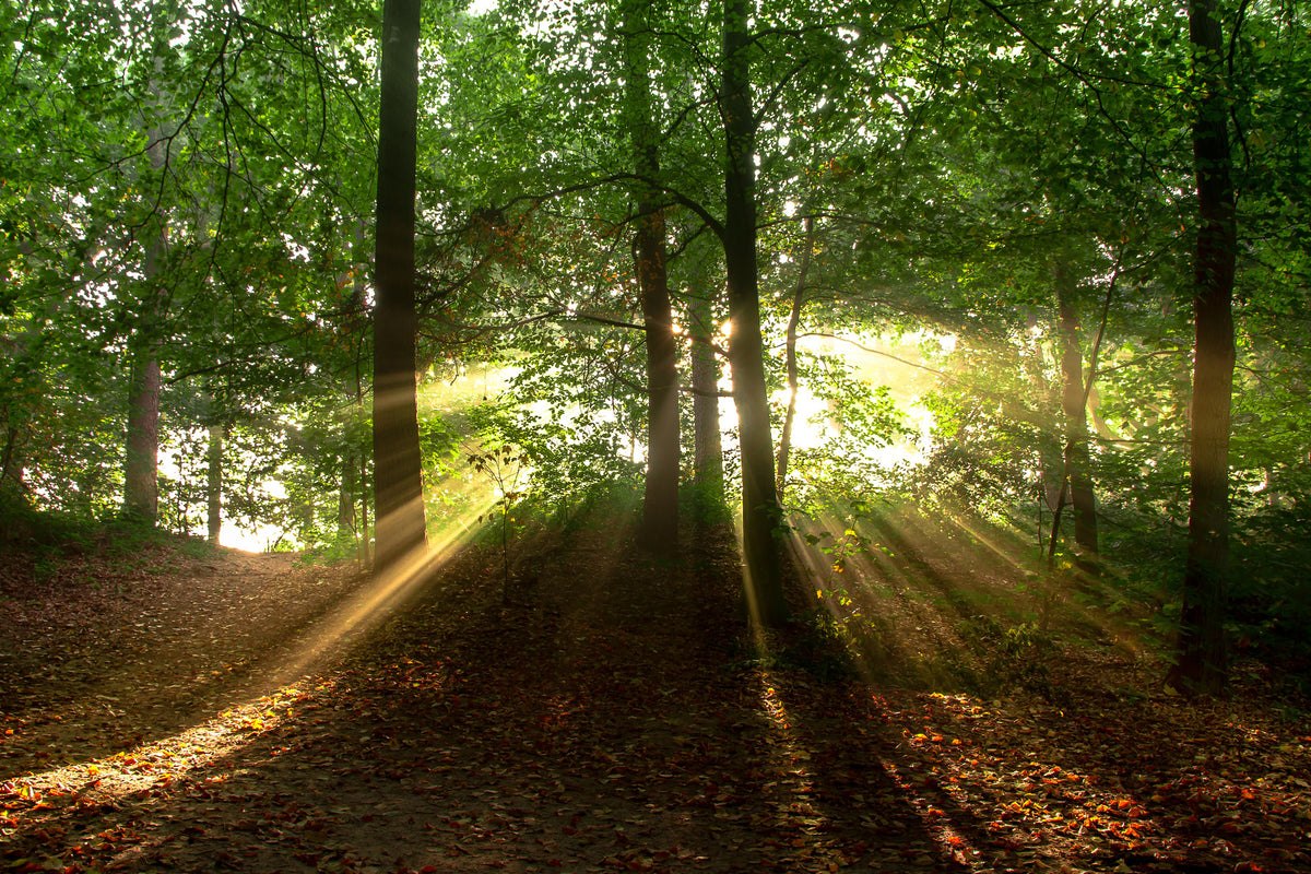 3-piece-aluminium-print-sun-in-the-forest