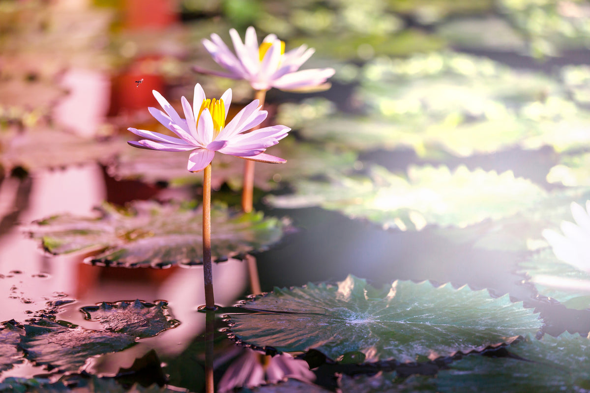 3-piece-acrylic-print-lilies-in-pond