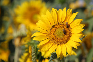 acrylic-print-bees-at-work