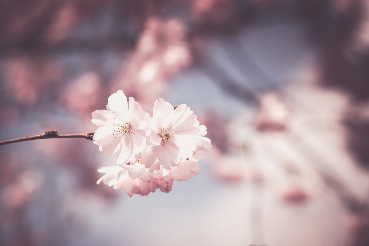 framedposter-print-flower-xl