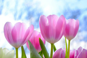 3-piece-canvas-print-tulips-in-nature