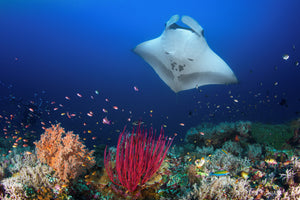 aluminium-print-ocean-manta-ray-on-the-reef-x