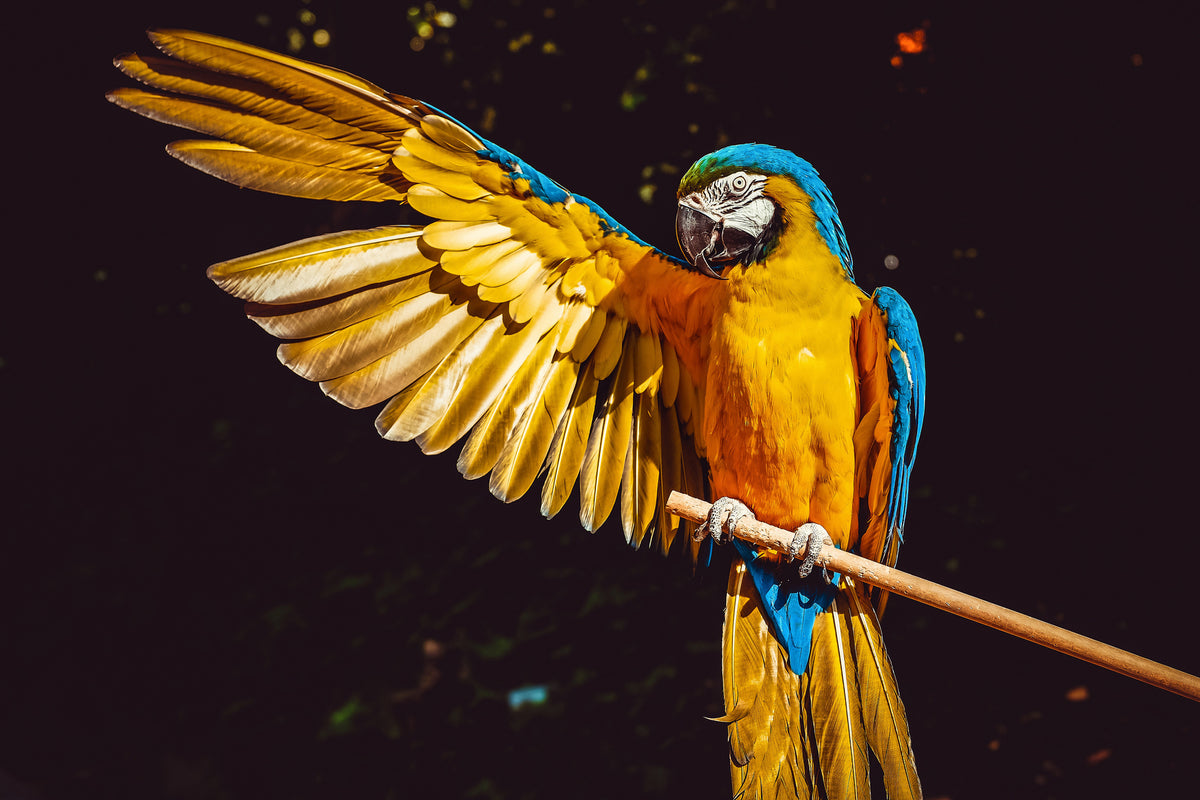 3-piece-acrylic-print-the-macaw