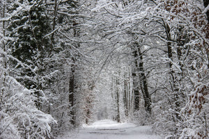 3-piece-canvas-print-enchanted-winter-forest