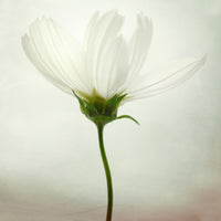 canvas-print-white-cosmos