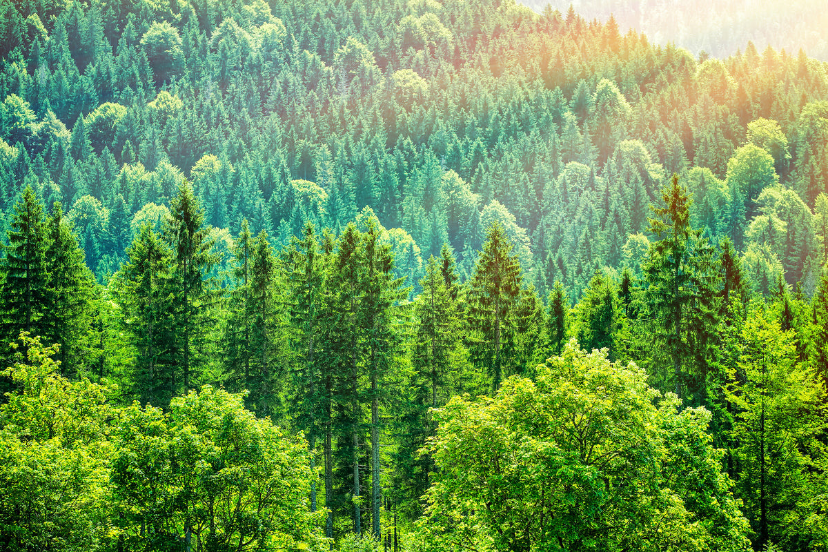 canvas-print-the-forest-hill