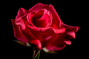 acrylic-print-the-flower-of-love