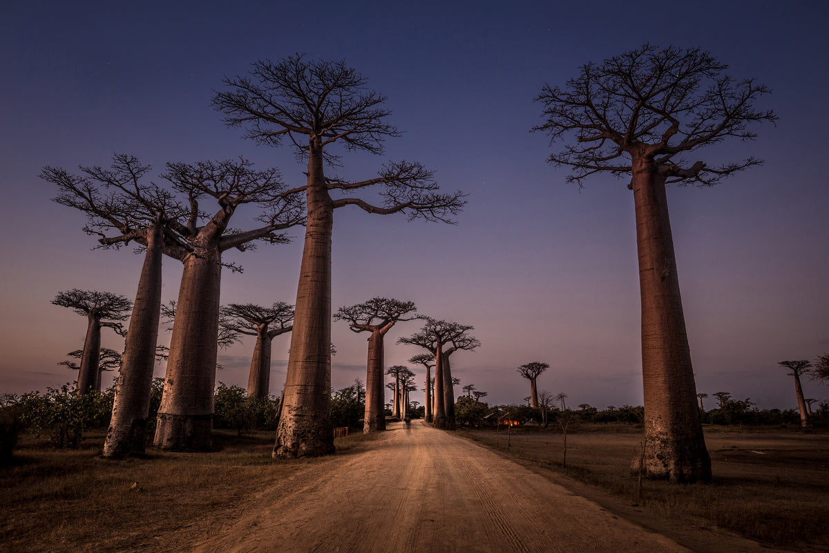 poster-print-allace-des-baobabs-x