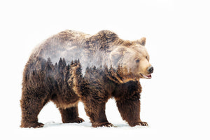 aluminium-print-bear-x