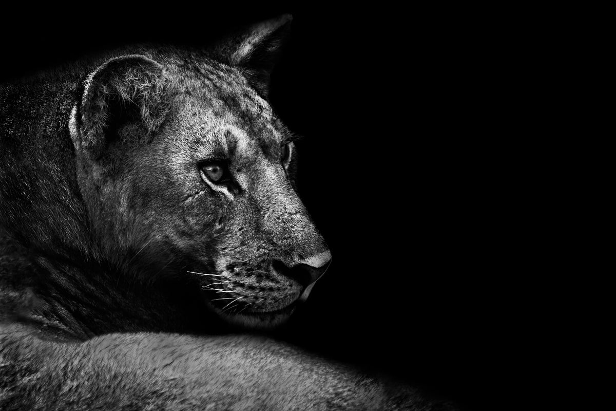 3-piece-aluminium-print-lion