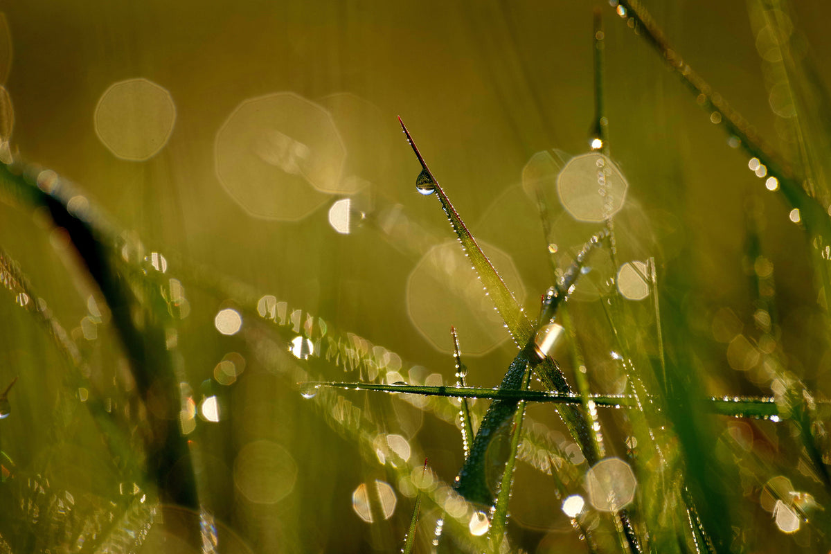 poster-print-dew-in-the-morning