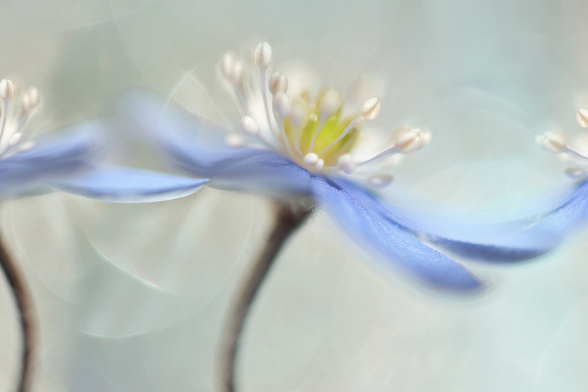modern-3-piece-acrylic-print-dancing-anemones