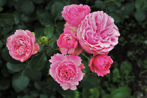 framedposter-print-the-wild-roses-in-pink