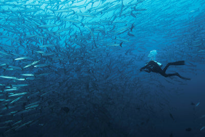 poster-print-in-a-fishschool-of-barracudas-x