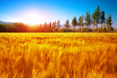 poster-print-the-autumn