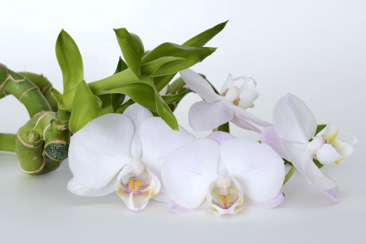 aluminium-print-orchid-and-bamboo
