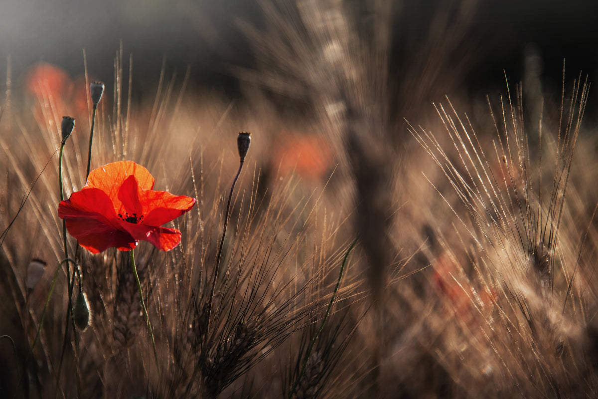 canvas-print-poppy-with-corn-x