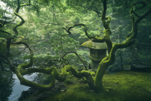 framedposter-print-japanese-tree-x