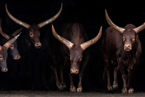 framedcanvas-print-watusi-family-x