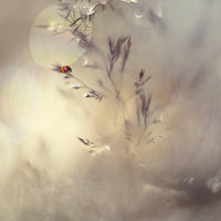 acrylic-print-little-lady