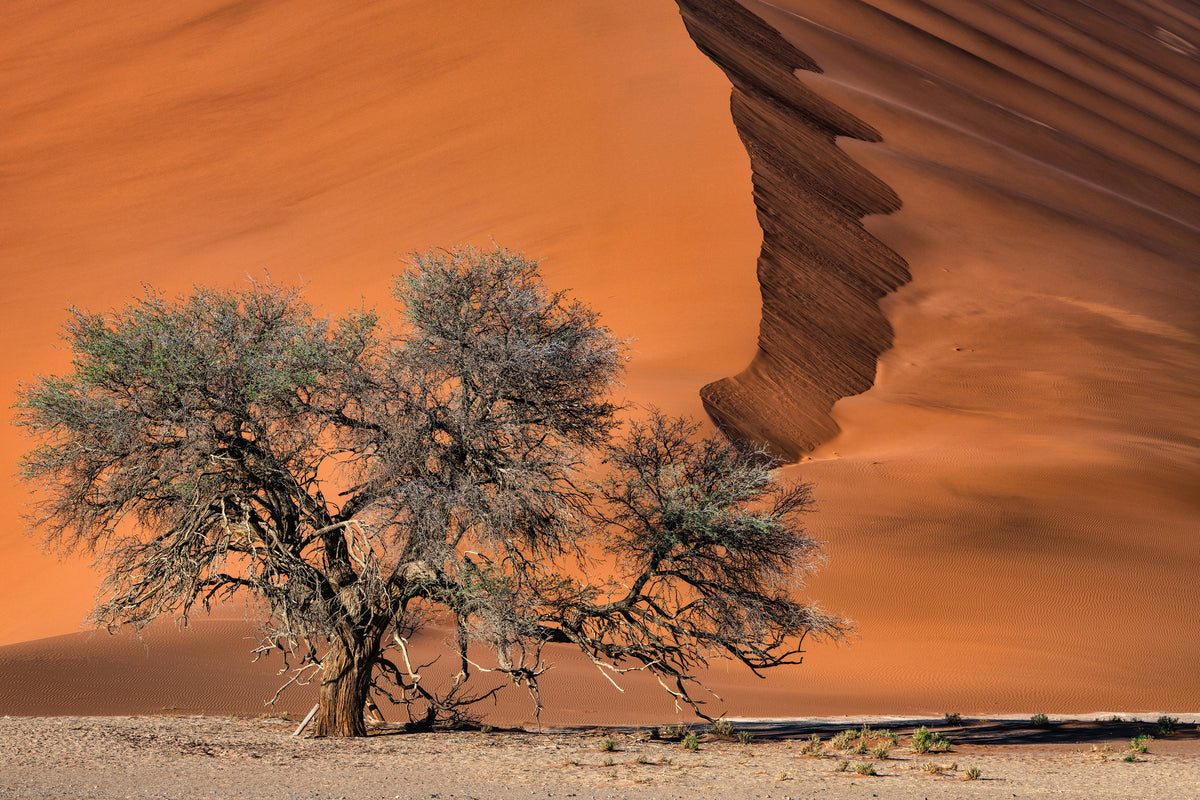 canvas-print-acacia-in-the-desert-x