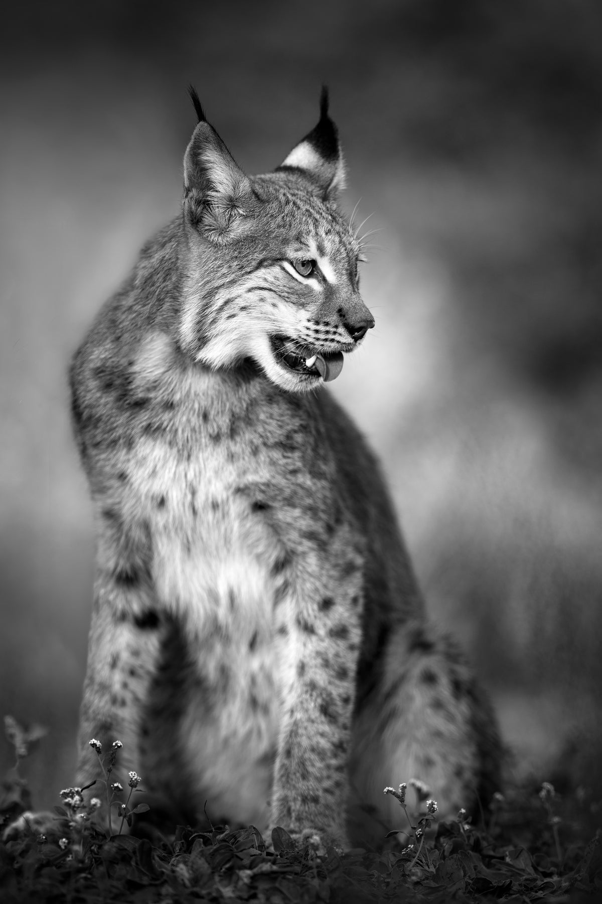 acrylic-print-u-n-i-q-u-e-x