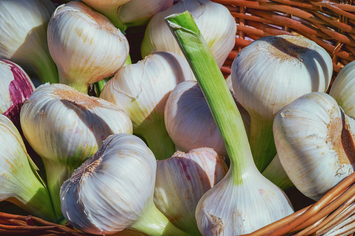 canvas-print-fresh-garlic
