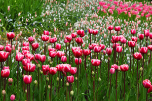 framedposter-print-wild-tulip-field